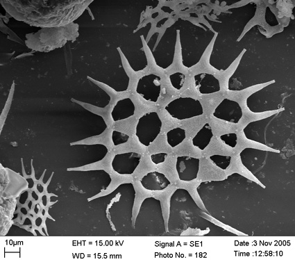 Pediastrum simplex a Giulianello